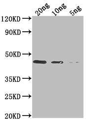 DERP1 Antibody