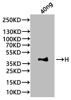 H Antibody