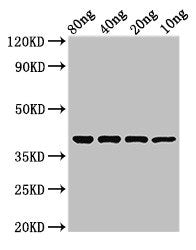ompT Antibody