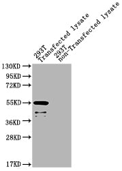 eta Antibody