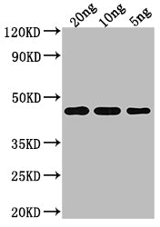 TOXR Antibody