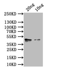 hlgA Antibody