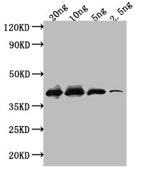ihfB Antibody