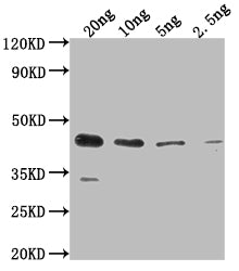 ihfB Antibody