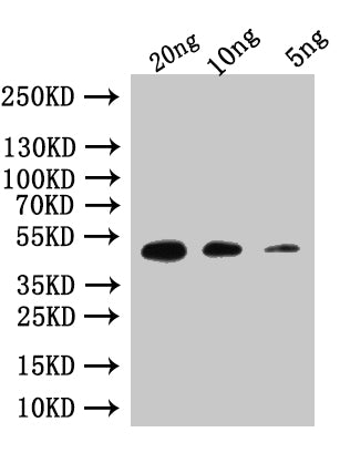 Custom rpoE Antibody