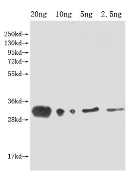 lprG Antibody