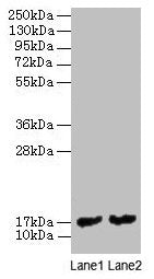 mpt63 Antibody