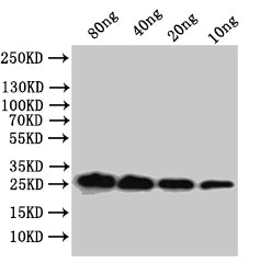 mpt64 Antibody