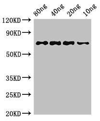 htpG Antibody
