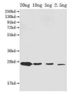 ompX Antibody