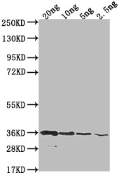 BAME Antibody