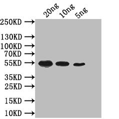 mreB Antibody