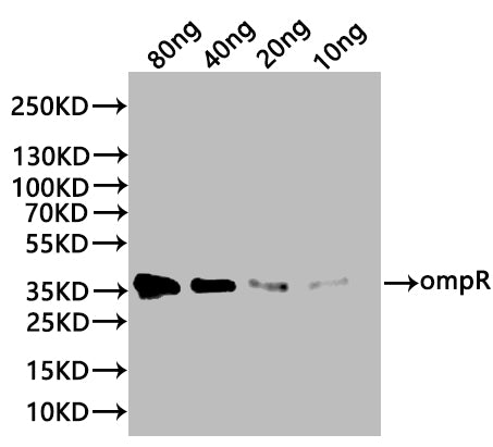 ompR Antibody