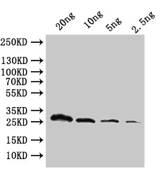 ftsH Antibody