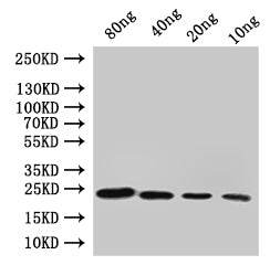 cydA Antibody