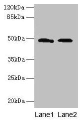 surA Antibody