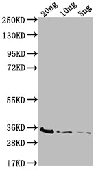 BAMD Antibody