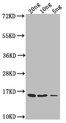 grxD Antibody