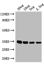 grxD Antibody