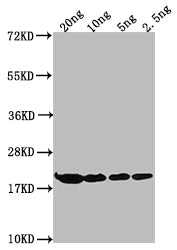 HNS Antibody