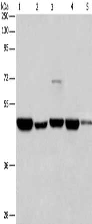 HNRNPF Antibody