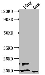 nlpD Antibody