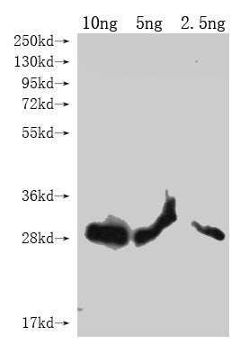 lptE Antibody