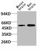GABRA2 Antibody