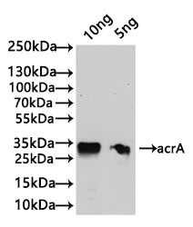 acrA Antibody
