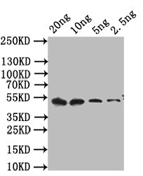 cpxR Antibody