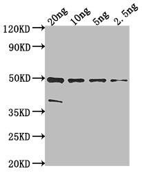 malE Antibody