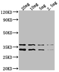 NARL Antibody