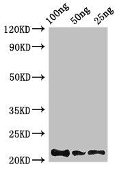 Rubredoxin Antibody
