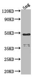 RPOD Antibody