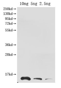 Ribonuclease Antibody
