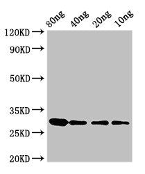 RNU2 Antibody