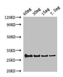 Lysozyme C-1 Antibody