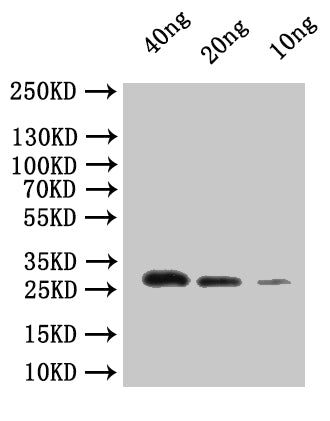 dnaQ Antibody