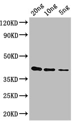 gag-pol Antibody