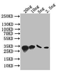 S Antibody