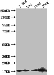 D Antibody
