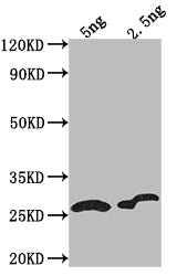 D Antibody