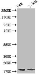 D Antibody