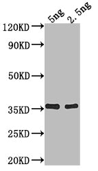 fimA Antibody