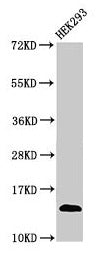 TRBV7-9 Antibody