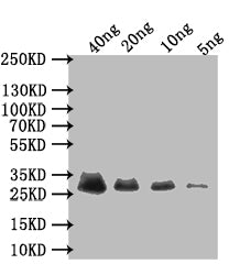Early E3 18.5 kDa glycoprotein Antibody