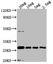 UVSX Antibody