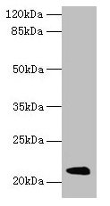 Mup11 Antibody