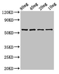 phr Antibody