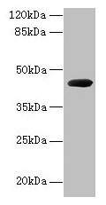 cpg2 Antibody